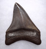 SILVER PLUM COLLECTOR GRADE 3.2 INCH MEGALODON FOSSIL SHARK TOOTH  *SHX107