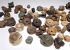 LARGE GROUP OF FOSSIL SHARK AND FISH VERTEBRAE  *SHX085