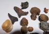 LARGE GROUP OF FOSSIL SHARK AND FISH VERTEBRAE  *SHX085