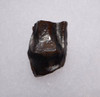 TRICERATOPS DINOSAUR TOOTH FOSSIL HELL CREEK  *DTX16
