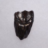 TRICERATOPS DINOSAUR TOOTH FOSSIL HELL CREEK  *DTX4