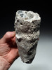 SP022 - LARGE CAMPANIAN-ERA THREE DIMENSIONALLY-PRESERVED CRETACEOUS SPONGE WITH DELICATE INTACT ANATOMY