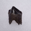 TRICERATOPS DINOSAUR TOOTH FOSSIL HELL CREEK  *DTX9