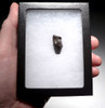 TRICERATOPS FOSSIL DINOSAUR TOOTH  *DTX26