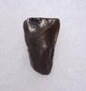 TRICERATOPS FOSSIL DINOSAUR TOOTH  *DTX27
