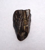 TRICERATOPS FOSSIL DINOSAUR TOOTH  *DTX25