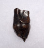 TRICERATOPS FOSSIL DINOSAUR TOOTH  *DTX21