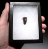 TRICERATOPS FOSSIL DINOSAUR TOOTH  *DTX43