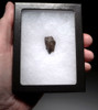 TRICERATOPS FOSSIL DINOSAUR TOOTH  *DTX47