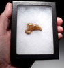 FOSSIL CAVE BEAR URSUS SPELAEUS CLAW FROM THE FAMOUS DRACHENHOHLE DRAGONS CAVE IN AUSTRIA  *LM40X25