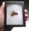 FOSSIL CAVE BEAR URSUS SPELAEUS CLAW FROM THE FAMOUS DRACHENHOHLE DRAGONS CAVE IN AUSTRIA  *LM40X5