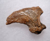 FOSSIL CAVE BEAR URSUS SPELAEUS CLAW FROM THE FAMOUS DRACHENHOHLE DRAGONS CAVE IN AUSTRIA  *LM40X18