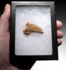 FOSSIL CAVE BEAR URSUS SPELAEUS CLAW FROM THE FAMOUS DRACHENHOHLE DRAGONS CAVE IN AUSTRIA  *LM40X36