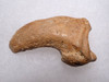 FOSSIL CAVE BEAR URSUS SPELAEUS CLAW FROM THE FAMOUS DRACHENHOHLE DRAGONS CAVE IN AUSTRIA  *LM40X8