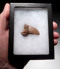 FOSSIL CAVE BEAR URSUS SPELAEUS CLAW FROM THE FAMOUS DRACHENHOHLE DRAGONS CAVE IN AUSTRIA  *LM40X2