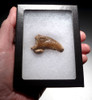 FOSSIL CAVE BEAR URSUS SPELAEUS CLAW FROM THE FAMOUS DRACHENHOHLE DRAGONS CAVE IN AUSTRIA  *LM40X21