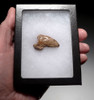 FOSSIL CAVE BEAR URSUS SPELAEUS CLAW FROM THE FAMOUS DRACHENHOHLE DRAGONS CAVE IN AUSTRIA  *LM40X29