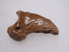 FOSSIL CAVE BEAR URSUS SPELAEUS CLAW FROM THE FAMOUS DRACHENHOHLE DRAGONS CAVE IN AUSTRIA  *LM40X33