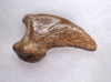 FOSSIL CAVE BEAR URSUS SPELAEUS CLAW FROM THE FAMOUS DRACHENHOHLE DRAGONS CAVE IN AUSTRIA  *LM40X3