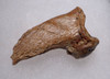 BEST OF THE COLLECTION FOSSIL CAVE BEAR URSUS SPELAEUS CLAW FROM THE FAMOUS DRACHENHOHLE DRAGONS CAVE IN AUSTRIA  *LM40X32