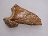 FOSSIL CAVE BEAR URSUS SPELAEUS CLAW FROM THE FAMOUS DRACHENHOHLE DRAGONS CAVE IN AUSTRIA  *LM40X24