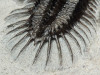 TRILOBITES WITH SPINES