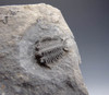 ORDOVICIAN CERAURUS TRILOBITE FROM WORLD FAMOUS TYPE SITE IN NEW YORK *TRA017