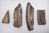 FOUR QUALITY PARTIAL GIANT BEAVER TUSK FOSSILS  *LMX313