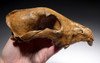 EXTREMELY RARE CANIS LUPUS FOSSIL WOLF SKULL FROM ICE AGE EUROPE  *LMX280