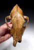 EXTREMELY RARE CANIS LUPUS FOSSIL WOLF SKULL FROM ICE AGE EUROPE  *LMX280