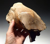 RARE FOSSIL FEMALE MEGALOCEROS IRISH ELK SKULL CRANIUM FROM AN EXTINCT GIANT DEER *LMX081