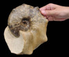 UNIQUE GIFT IDEA AMMONITE OCEAN FOSSIL FROM THE DINOSAUR DAYS  *AMX-069