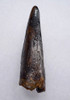 UNBROKEN 2.1 INCH T REX TYRANNOSAURUS REX TOOTH DINOSAUR FOSSIL  *DT18-128