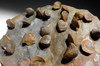 LARGE DEVONIAN ATRYPA BRACHIOPOD FOSSIL COLONY FROM SITE OF OLDEST TETRAPOD FOOTPRINTS  *BR030