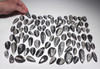 LOT OF 88 ORTHOCERAS FOSSIL POLISHED CABOCHON BUTTONS  *AMX9999