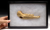 CAPRA IBEX FOSSILS BONES JAW MANDIBLE 