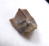 EDMONTOSAURUS HADROSAUR "DUCK-BILLED" FOSSIL DINOSAUR TOOTH  *DT8-127