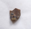 EDMONTOSAURUS HADROSAUR "DUCK-BILLED" FOSSIL DINOSAUR TOOTH  *DT8-127