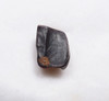 EDMONTOSAURUS HADROSAUR "DUCK-BILLED" FOSSIL DINOSAUR TOOTH  *DT8-123