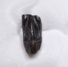 TOP QUALITY FOSSIL DINOSAUR TOOTH FROM AN EDMONTOSAURUS HADROSAUR  *DT8-133