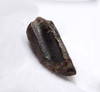 TOP QUALITY FOSSIL DINOSAUR TOOTH FROM AN EDMONTOSAURUS HADROSAUR  *DT8-134