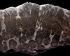 ST010 - DRAMATIC LARGE POLISHED SLICE OF PERMIAN STROMATOLITE COLONY WITH OUTER ANATOMY FROM GERMANY