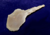FINEST DELICATE CAPSIAN AFRICAN NEOLITHIC BORER AWL FLAKE TOOL  *CAP393