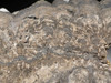 ST013 - LARGE POLISHED SLICE OF PERMIAN STROMATOLITE COLONY WITH OUTER ANATOMY AFTER THE PROTEROZOIC PERIOD FROM GERMANY