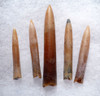 FIVE DINOSAUR ERA BELEMNITE FOSSILS OF GONIOTEUTHIS IN SOLID CALCITE  *BEL108