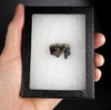 RARE FOSSIL BLACK BEAR URSUS AMERICANUS MOLAR TOOTH WITH ROOT  *LM58-002