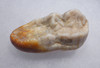 LARGE PRIMARY CAVE BEAR MOLAR FROM THE ARDENNES FOREST OF BELGIUM  *LMX319