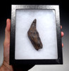 SUPREME FOSSIL SPERM WHALE TOOTH WITH SHARP UNWORN TIP AND ROOT  *WH029