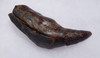 SUPREME FOSSIL SPERM WHALE TOOTH WITH SHARP UNWORN TIP AND ROOT  *WH029