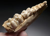 THREE ICE AGE WILD BOAR MAXILLA AND MANDIBLE CAVE FOSSILS FROM AN ARDENNES FOREST CAVE IN BELGIUM   *LMX308